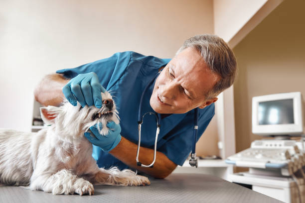 Best After-Hours Dental Care in Elephant Butte, NM